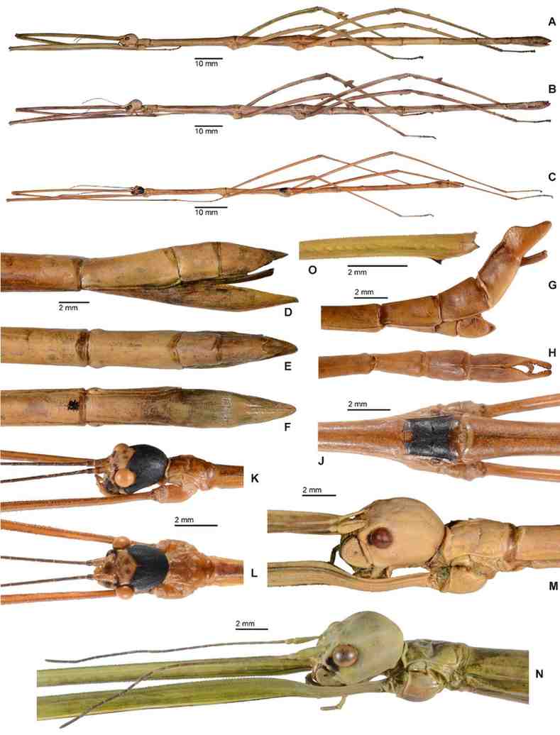 Ramulus pelengense specimen